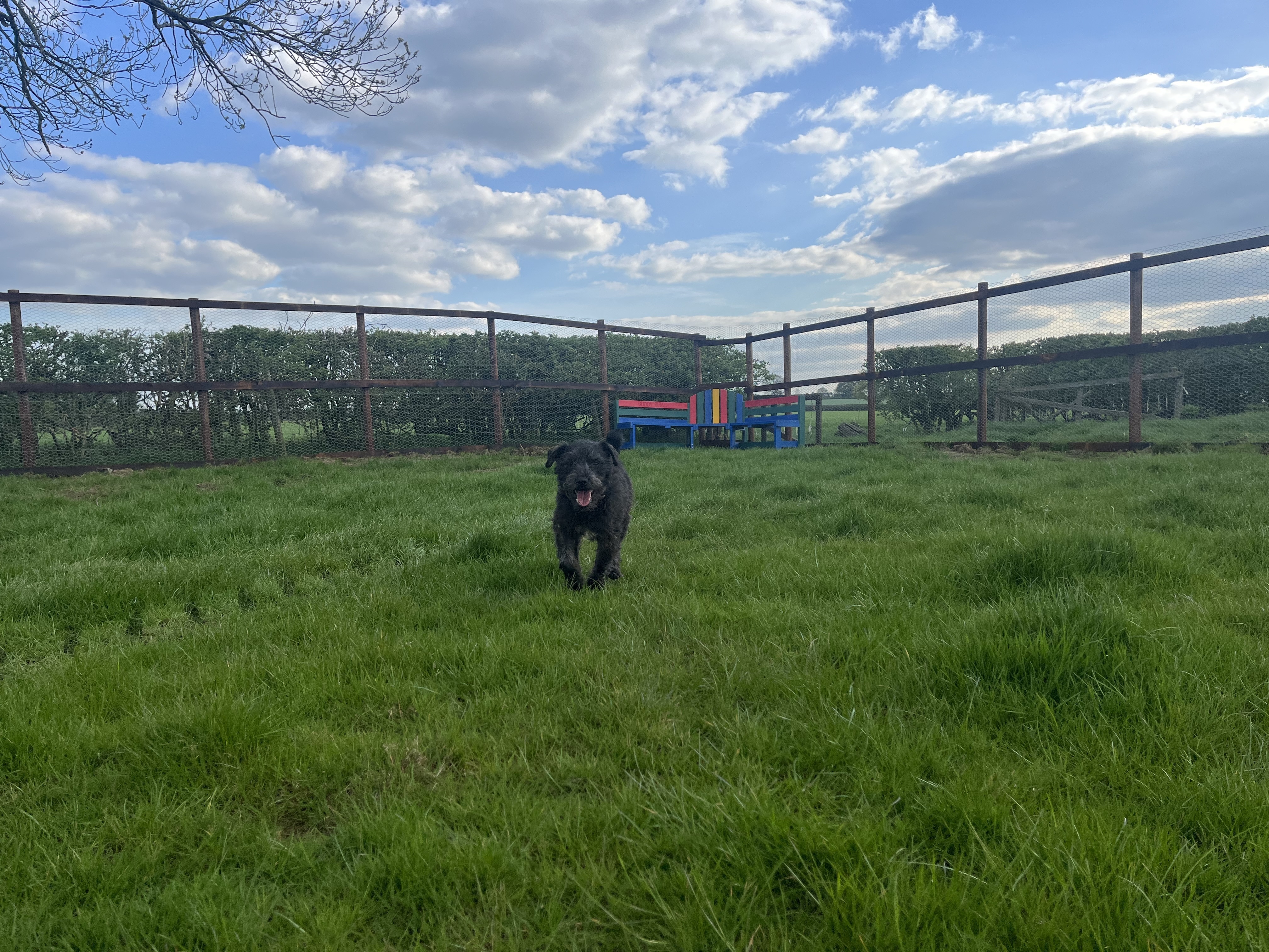 Dog walking fields shop securely fenced near me